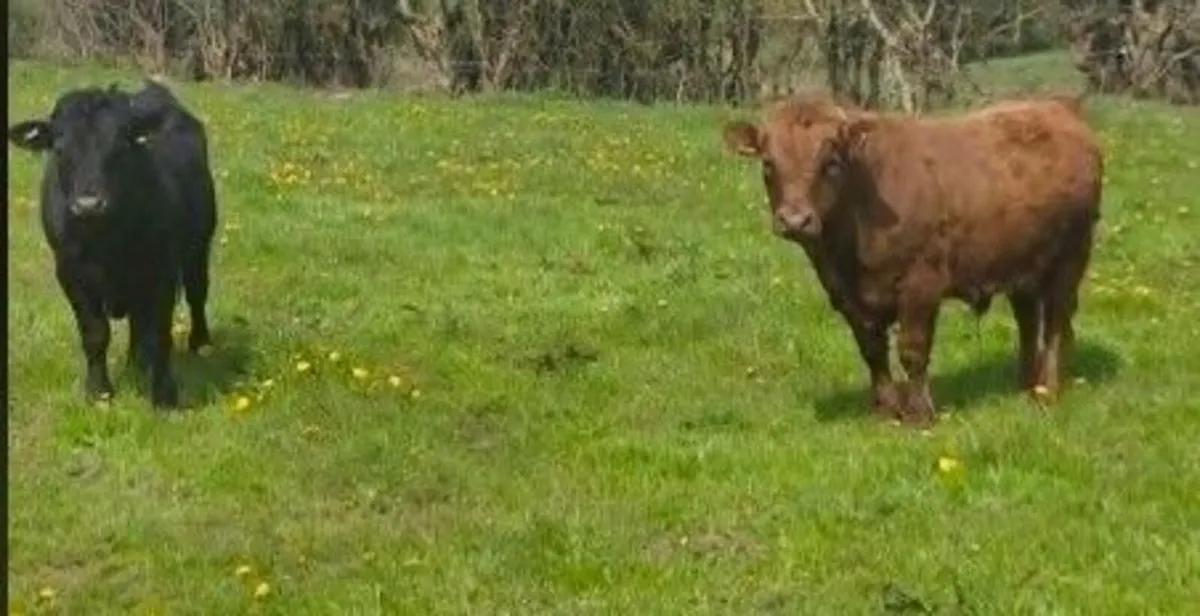 2 x Pedigree Dexter Bulls for Sale - Image 4
