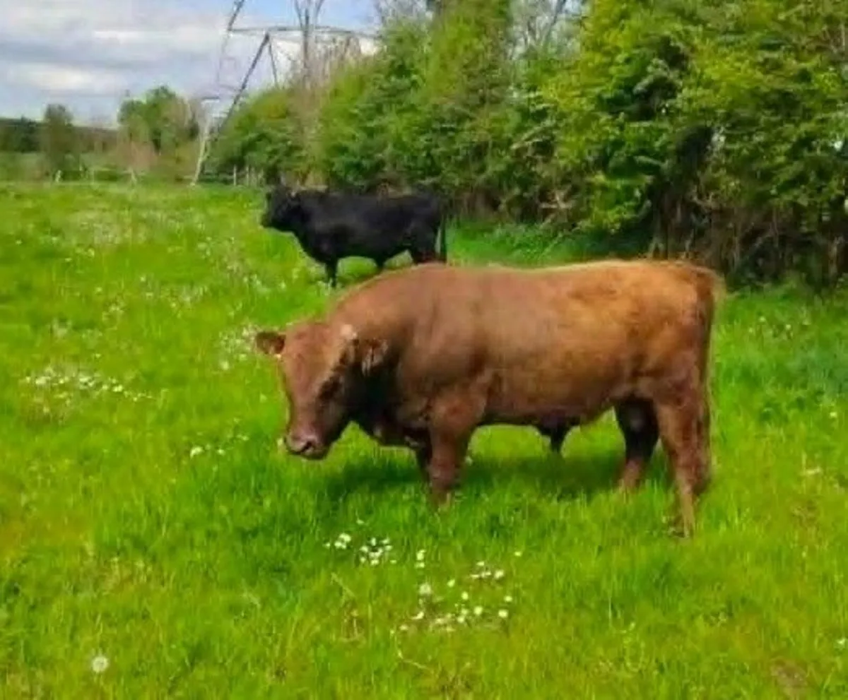 2 x Pedigree Dexter Bulls for Sale - Image 2