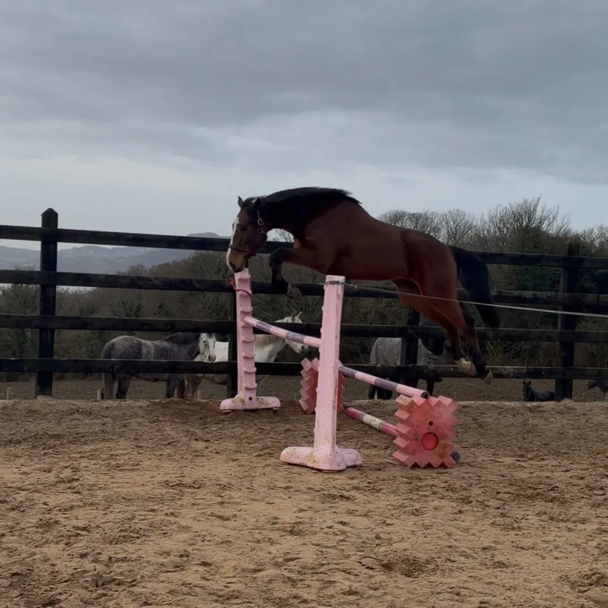 Vivant de Heffinick 4 yo 16.2h gelding - Image 1