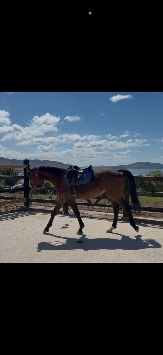 Vivant de Heffinick 4 yo 16.2h gelding - Image 2