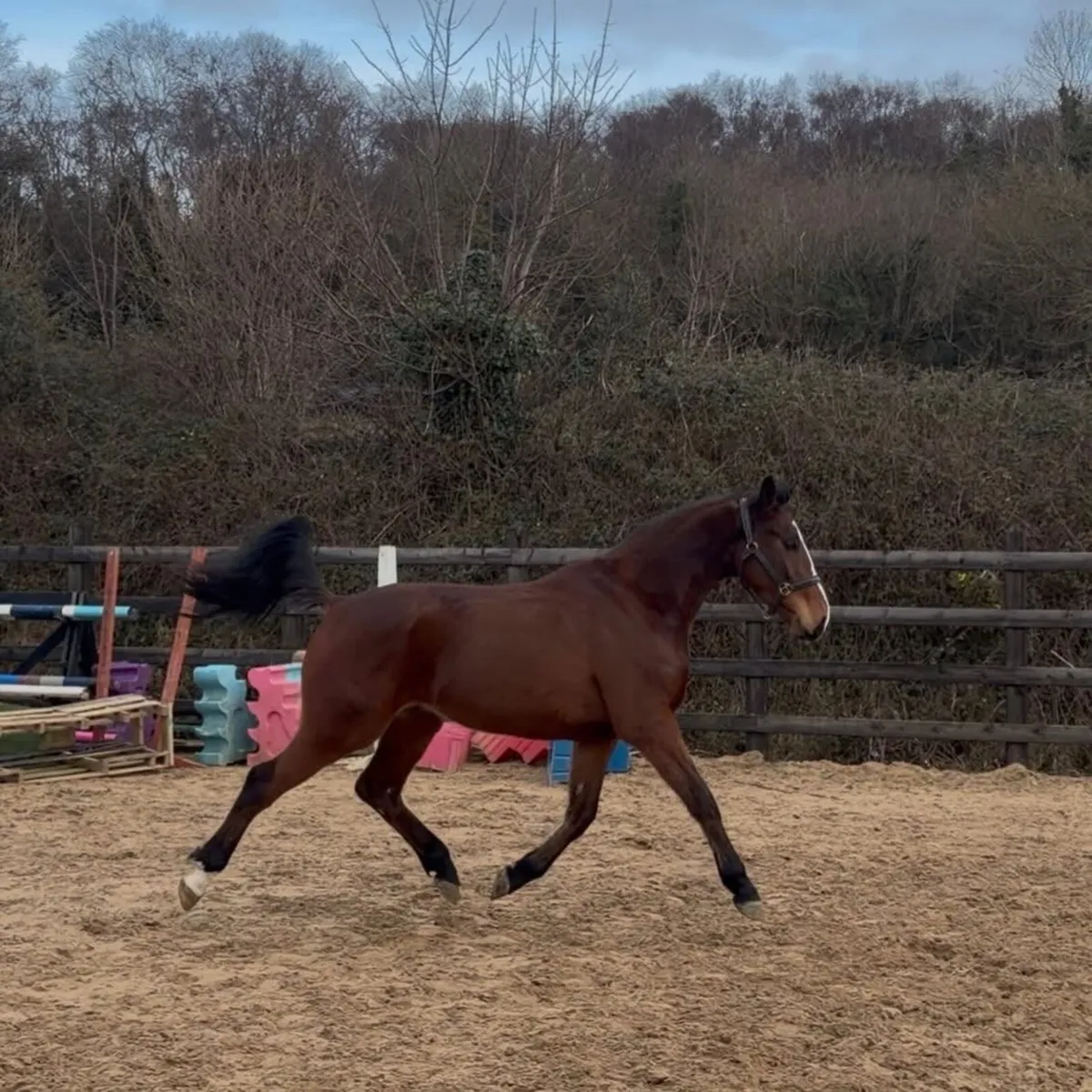 Vivant de Heffinick 4 yo 16.2h gelding - Image 4