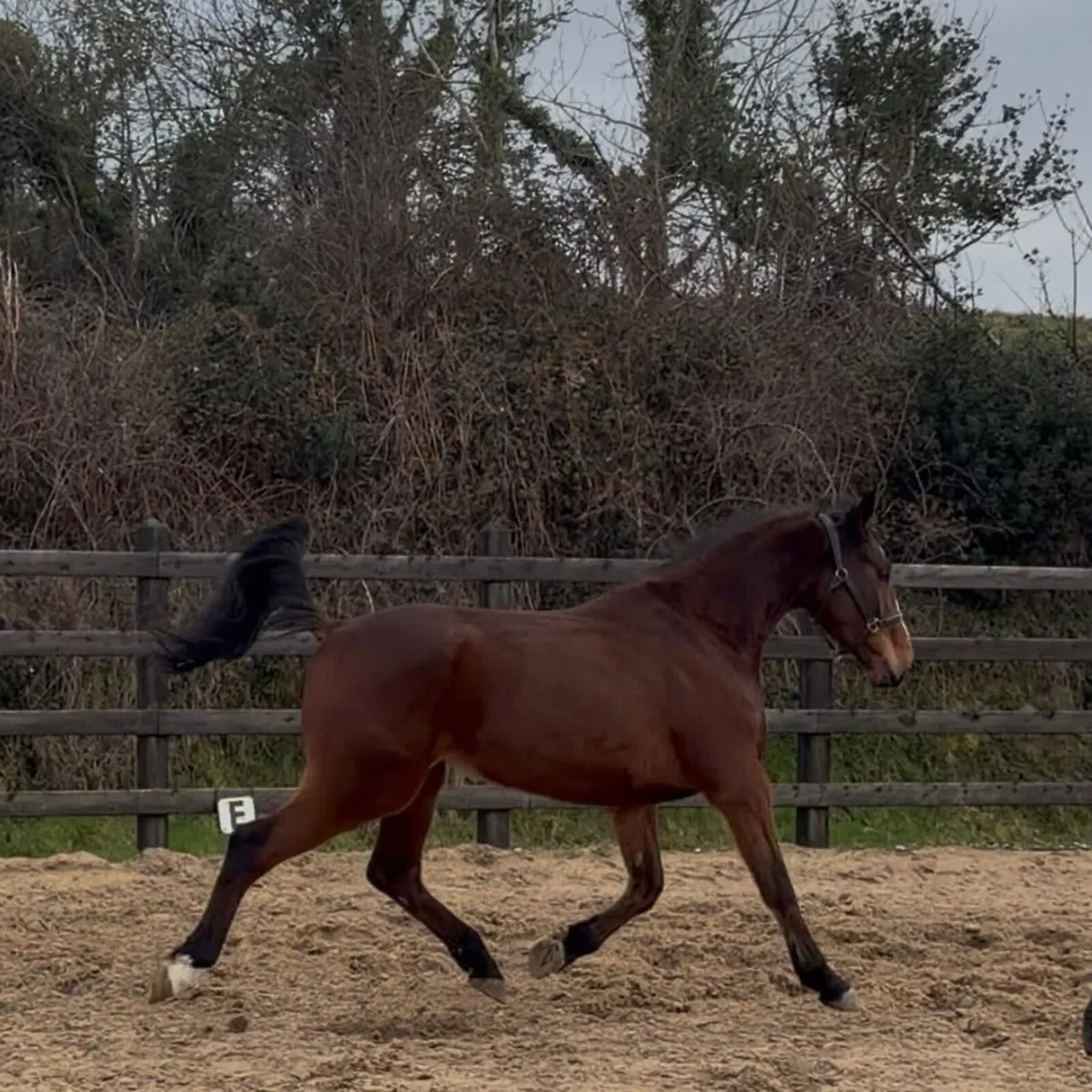 Vivant de Heffinick 4 yo 16.2h gelding - Image 3