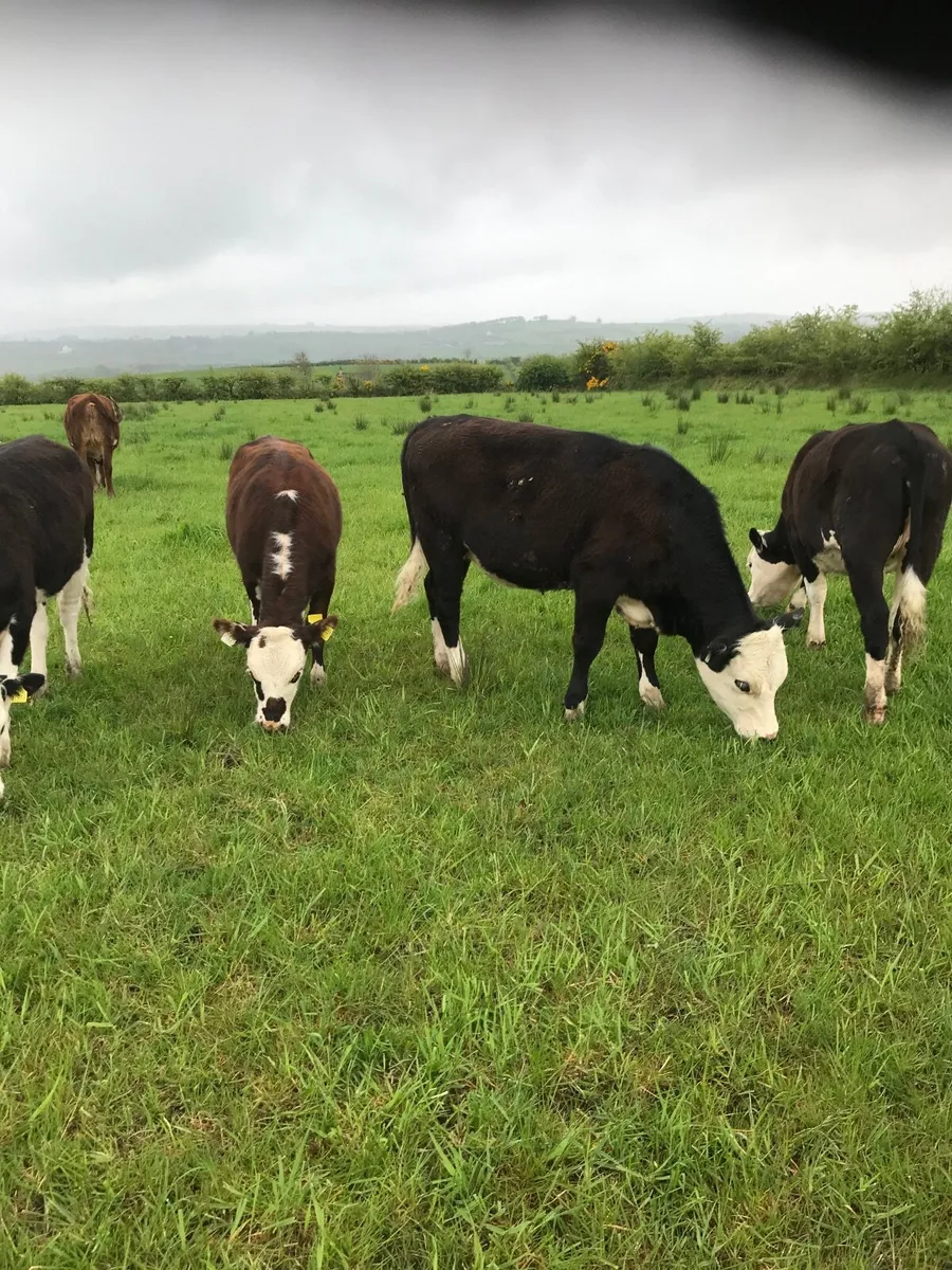 Hereford heifers - Image 1