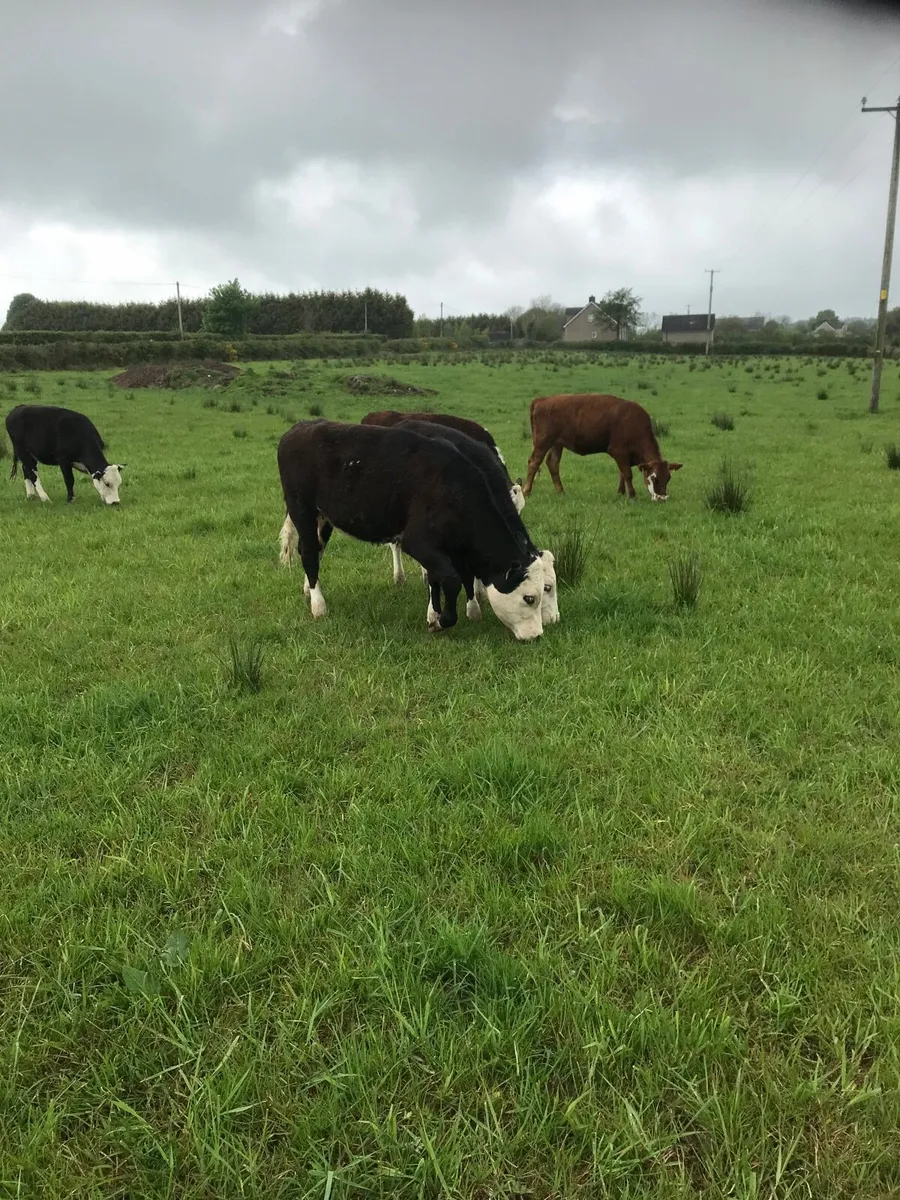 Hereford heifers - Image 4
