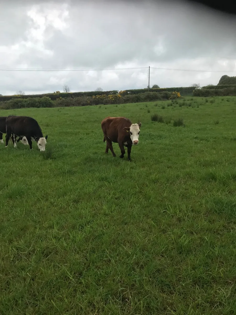 Hereford heifers - Image 2