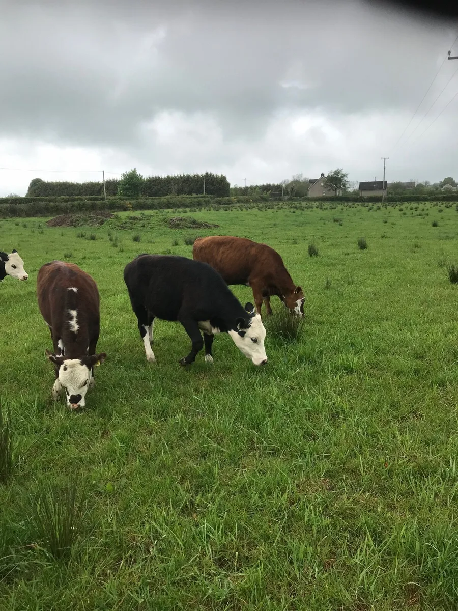 Hereford heifers - Image 3