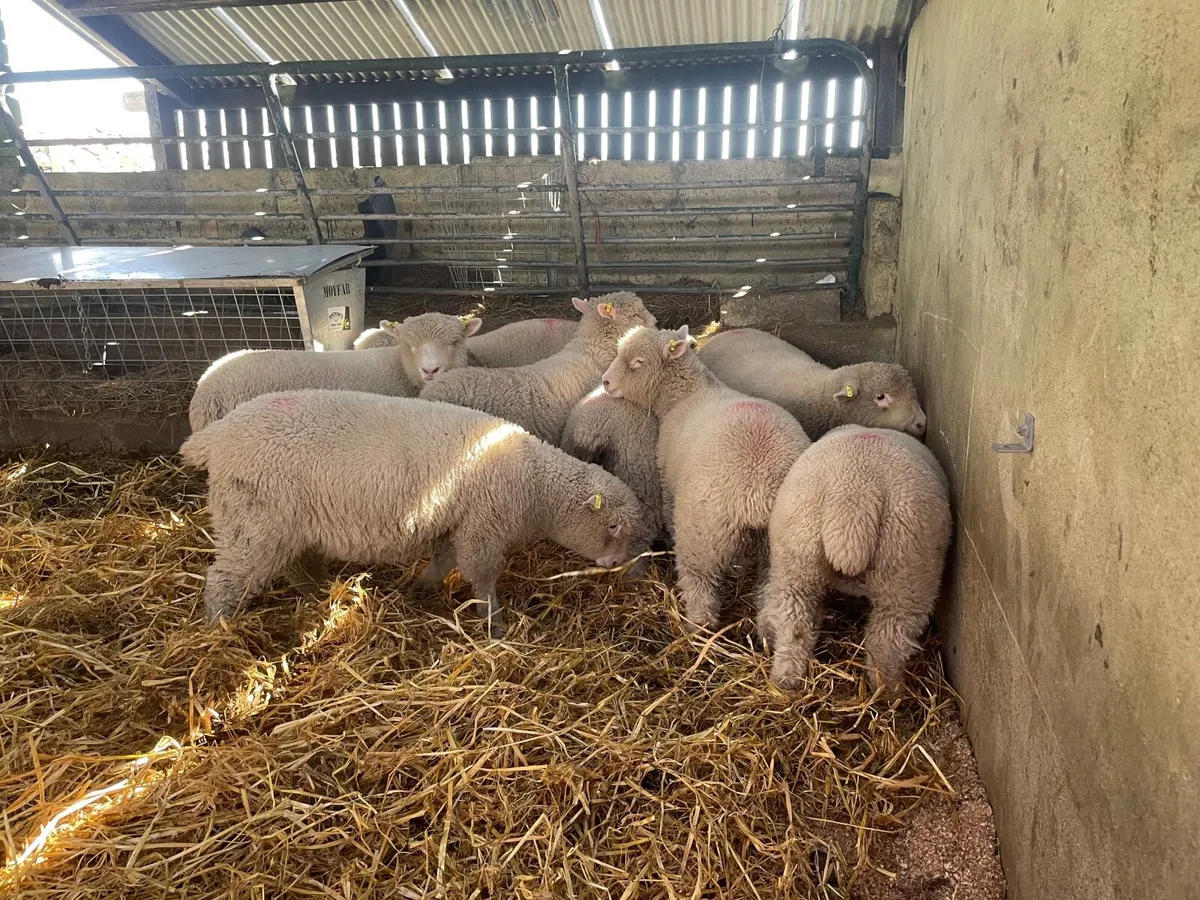 Dorset sheep - Image 3