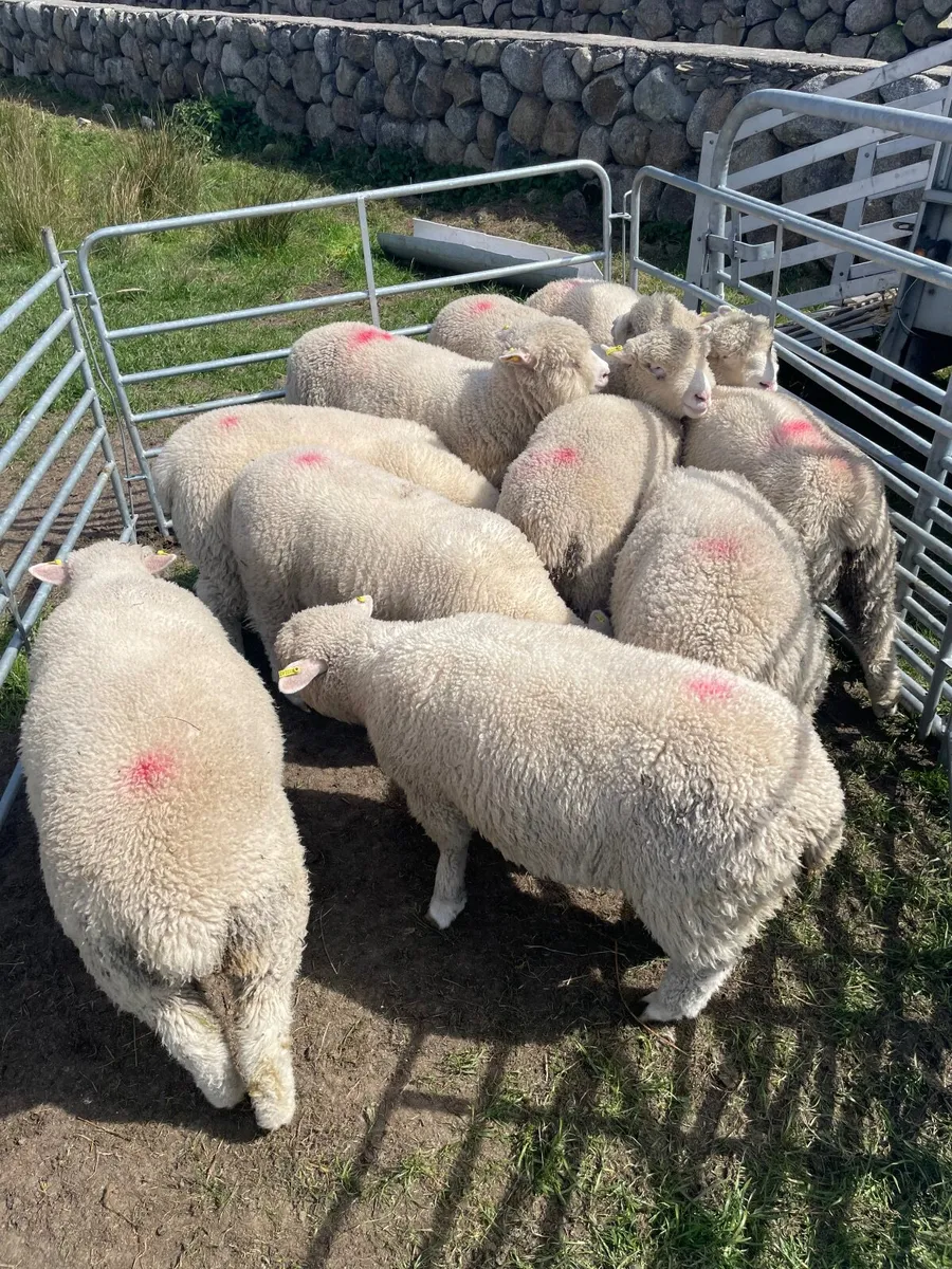 Dorset sheep - Image 4
