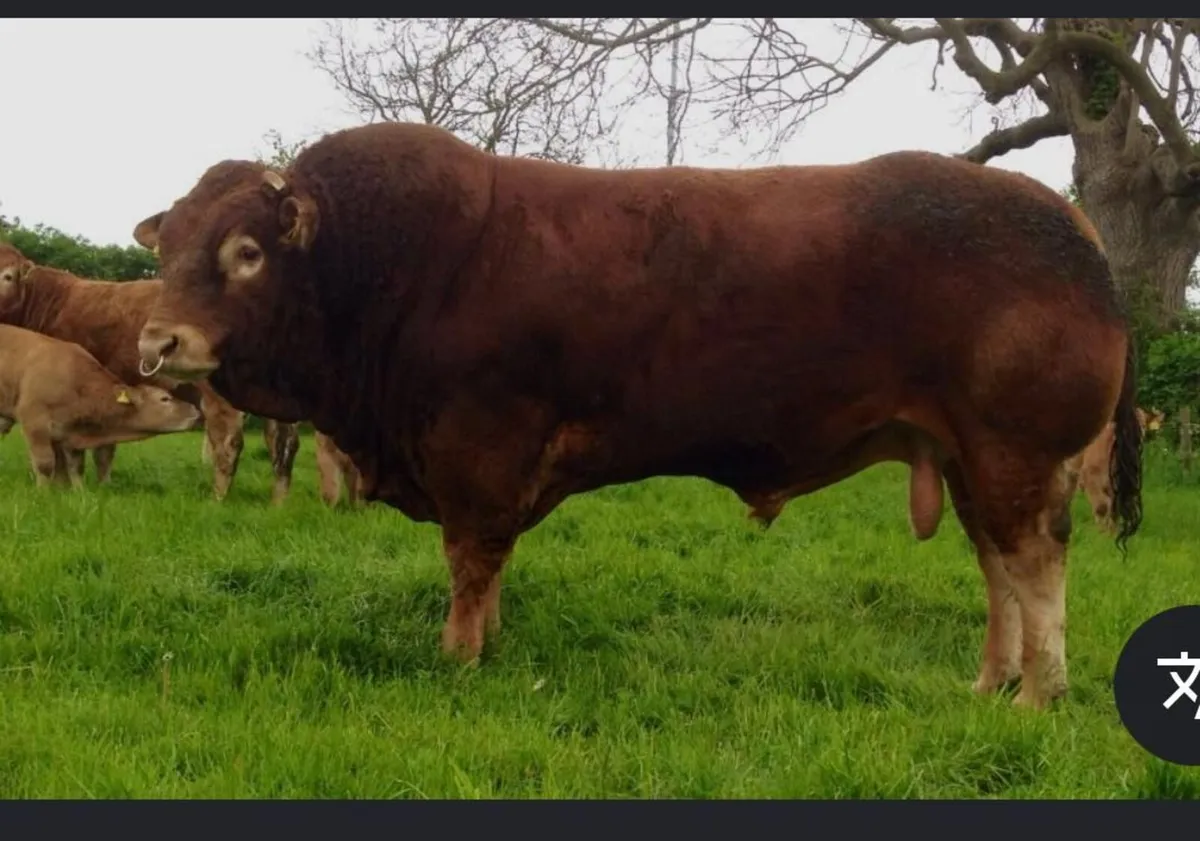 WANTED  Red Carded (Imported) Cows and Bulls