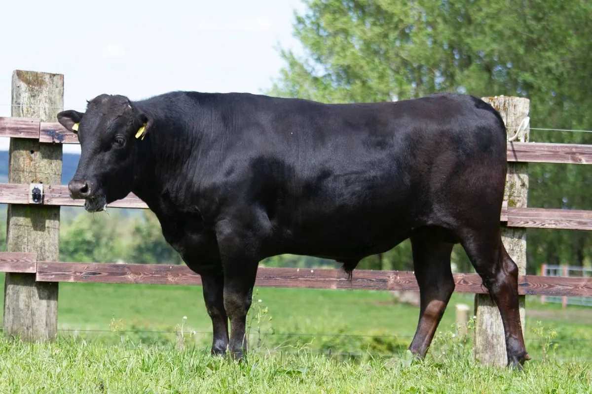 Fullblood Wagyu Bull For Sale - Image 1