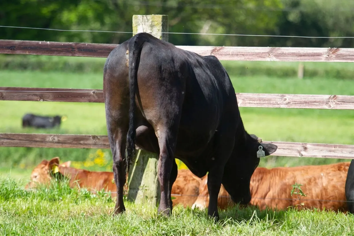 Fullblood Wagyu Bull For Sale - Image 3