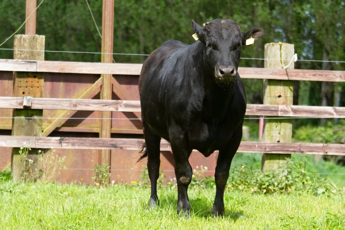 Fullblood Wagyu Bull For Sale - Image 4