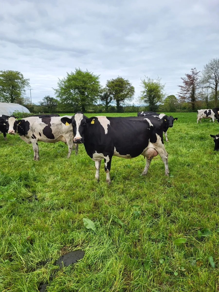 70 Dairy Bandon Mart 7th May - Image 2