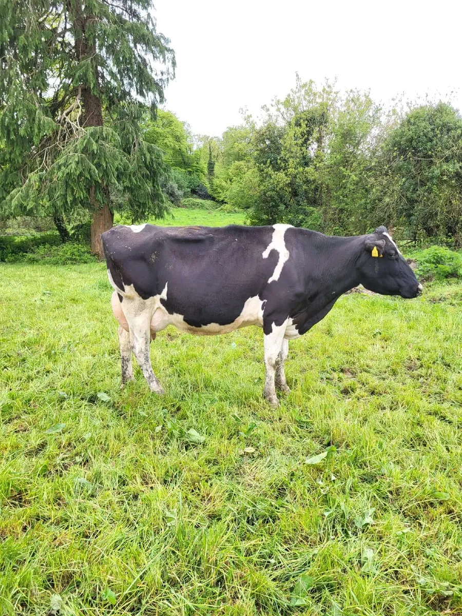 70 Dairy Bandon Mart 7th May - Image 3