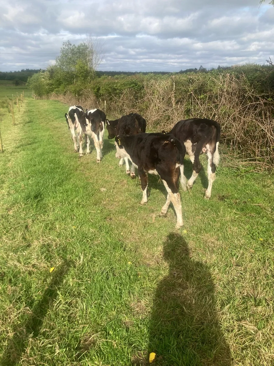 5 reared bull calves - Image 2
