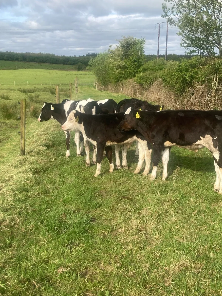 5 reared bull calves - Image 1