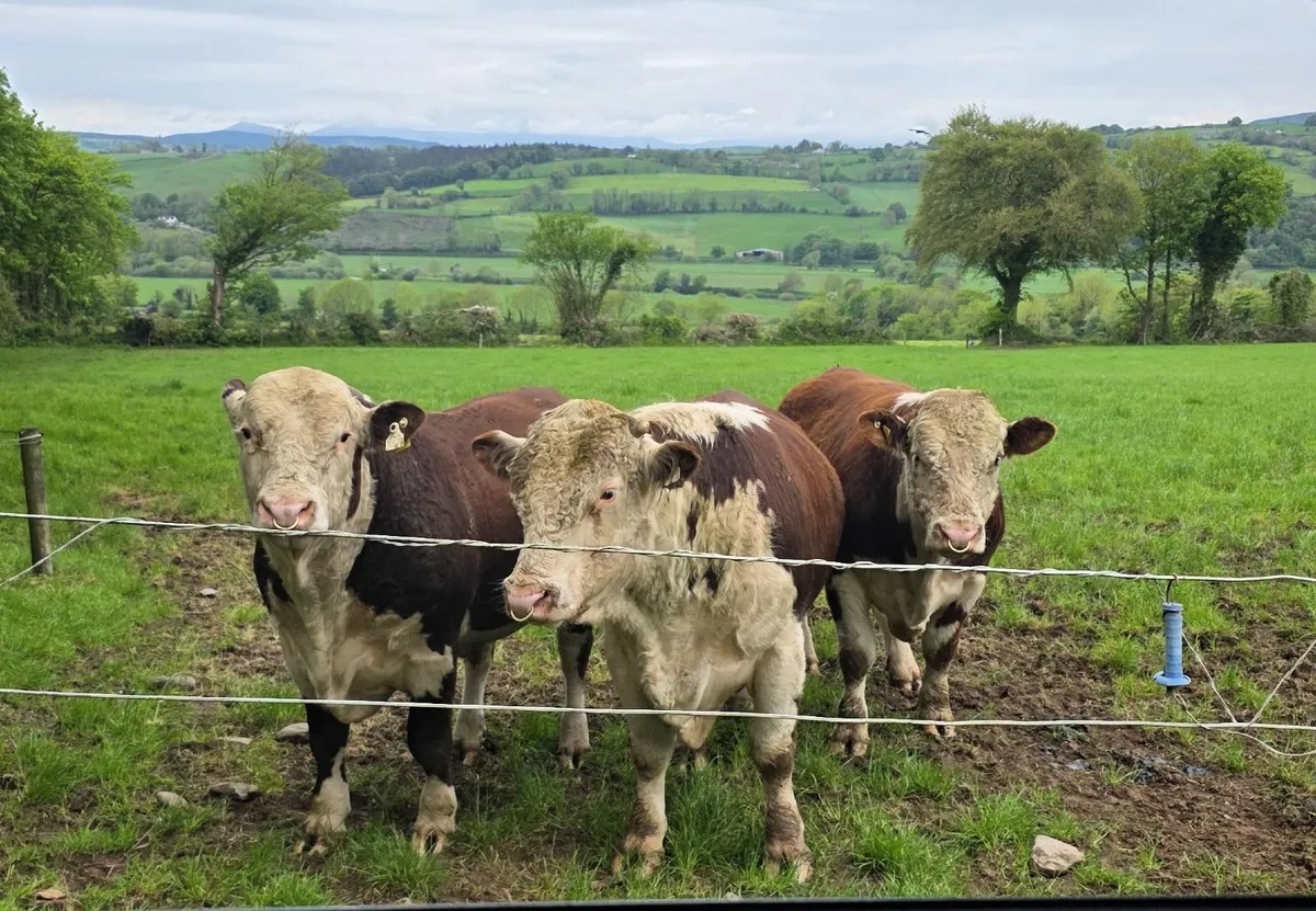 2 x PBR Hereford Bulls for sale - Image 2