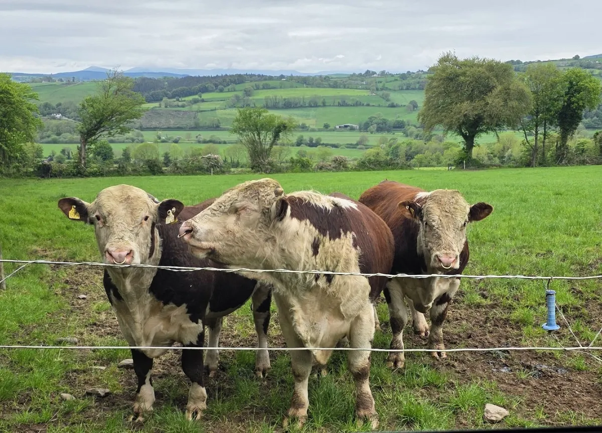 2 x PBR Hereford Bulls for sale - Image 3