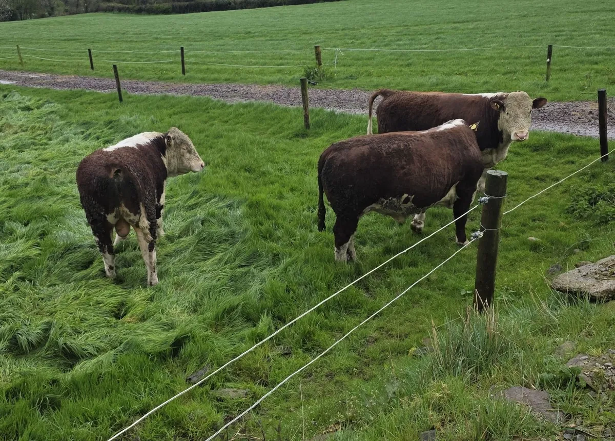 2 x PBR Hereford Bulls for sale - Image 4