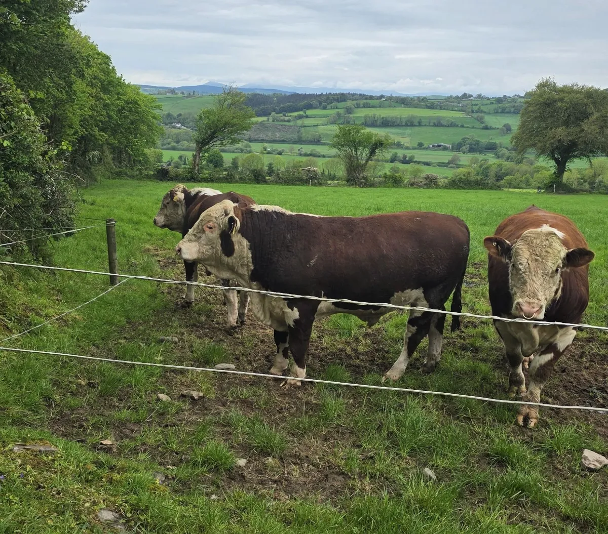 2 x PBR Hereford Bulls for sale - Image 1
