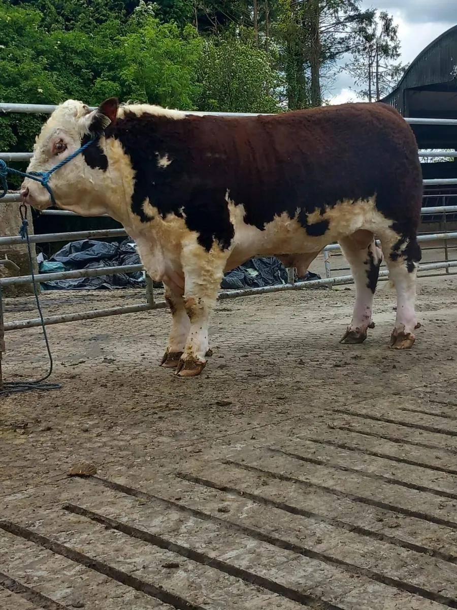 Pedigree Hereford bull - Image 1