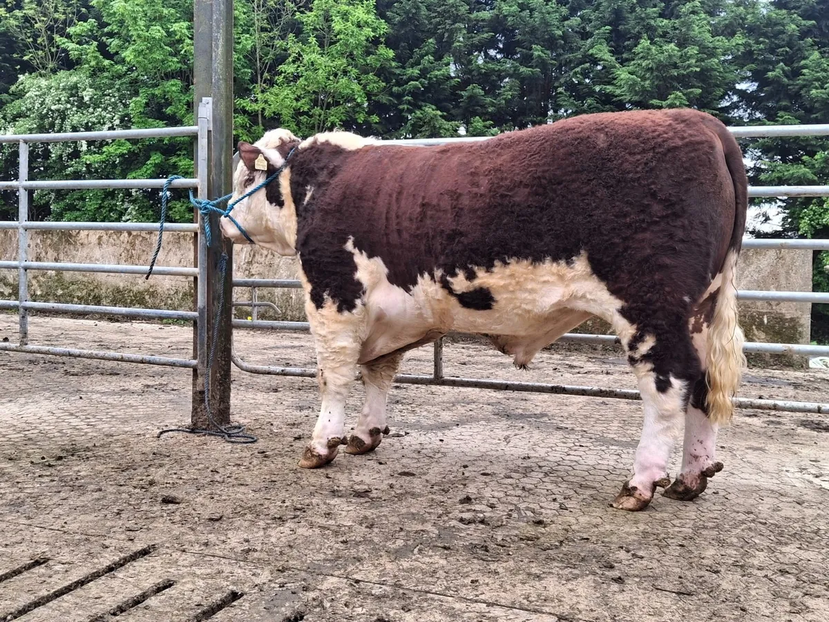 Pedigree Hereford bull - Image 2