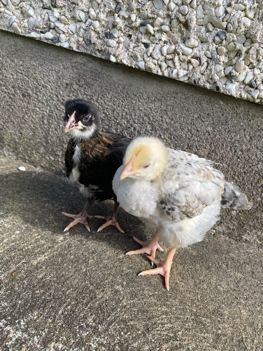 Pairs and hens - Image 1