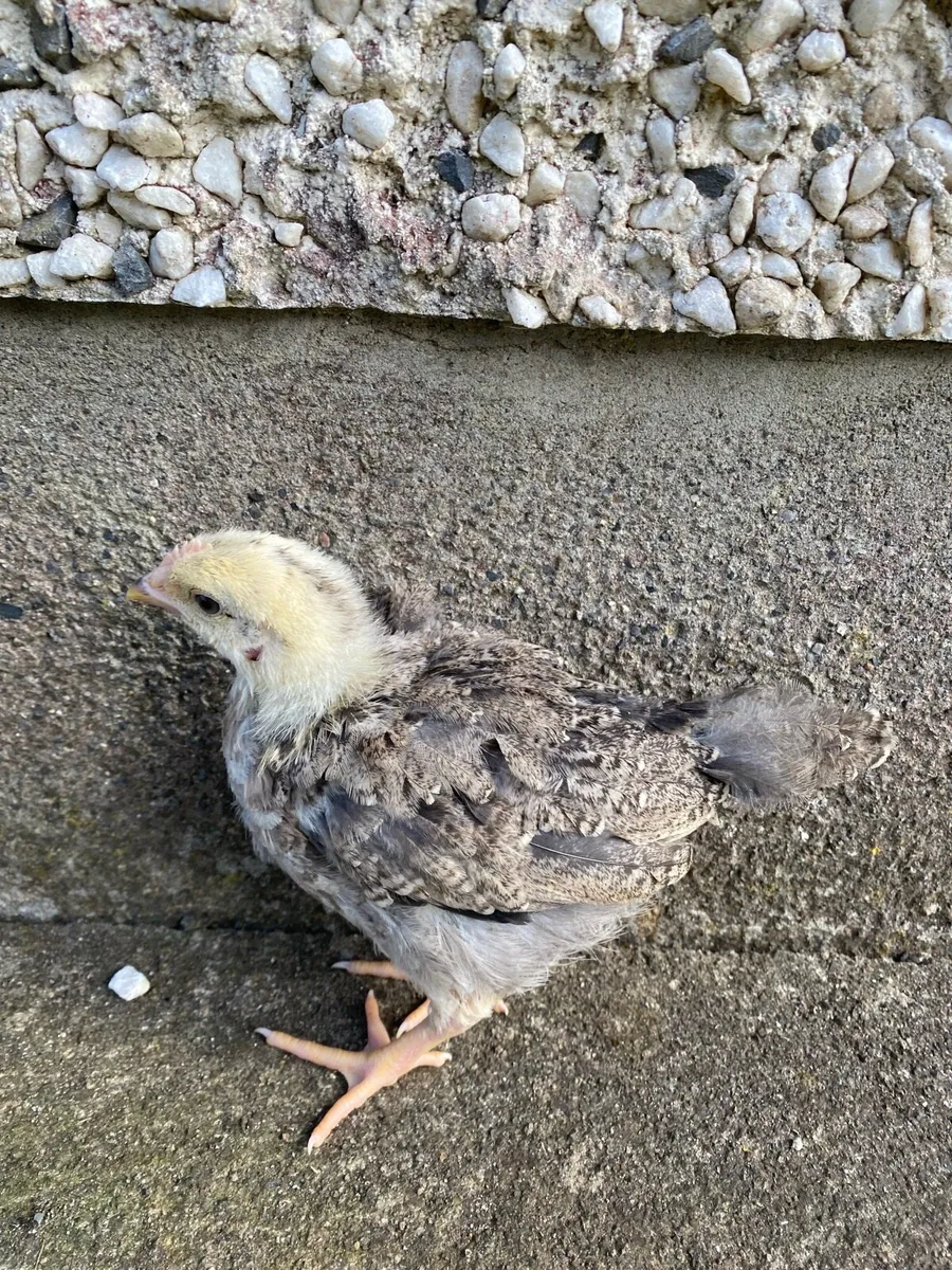 Pairs and hens - Image 3