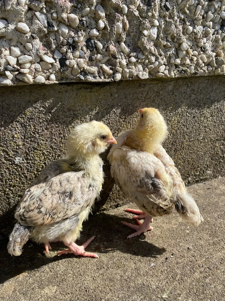 Pairs and hens - Image 2