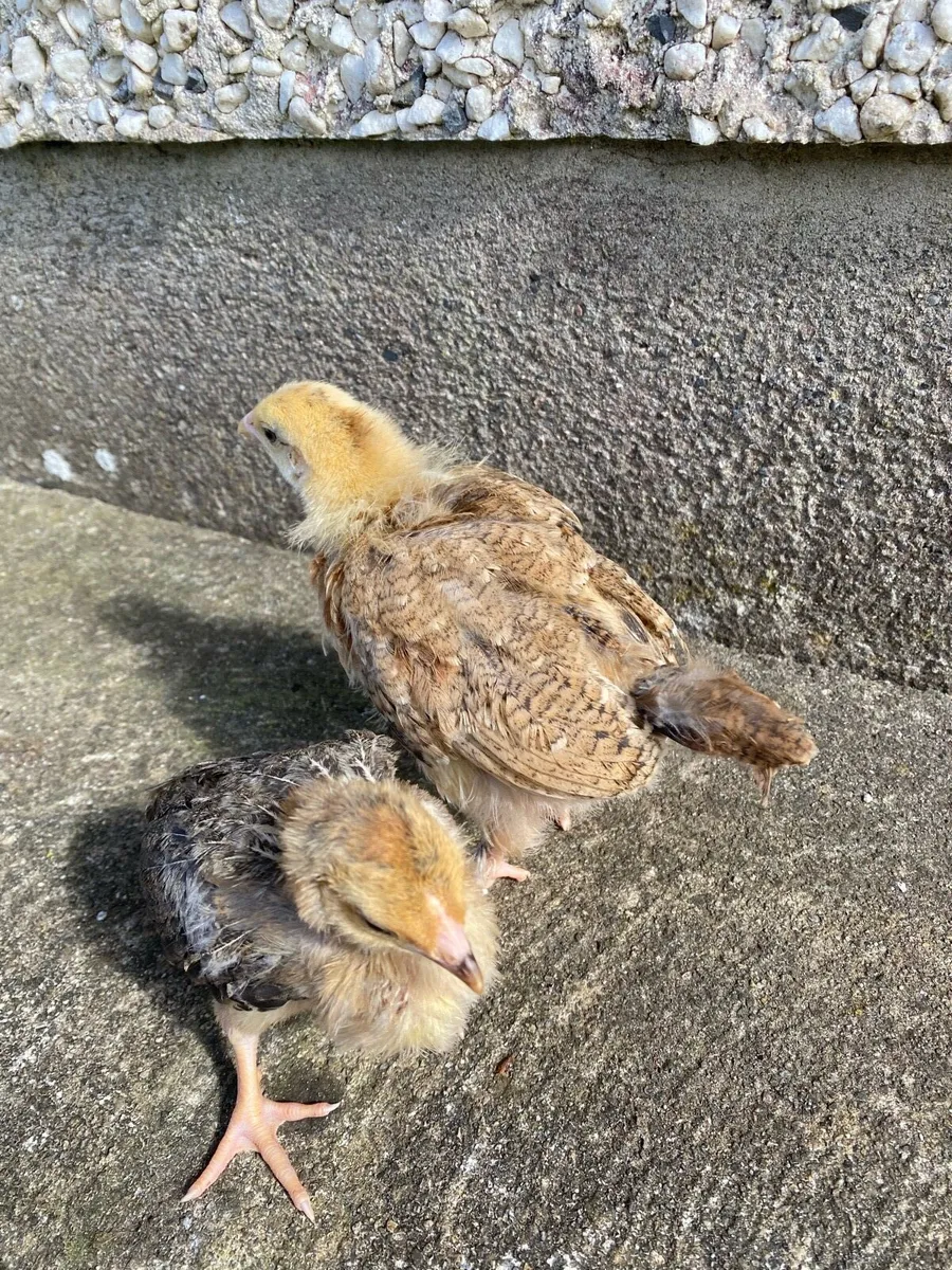 Pairs and hens - Image 4