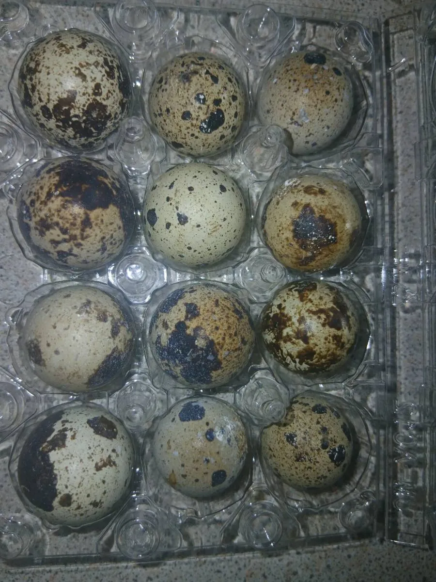 Fertile quail hatching eggs - Image 1