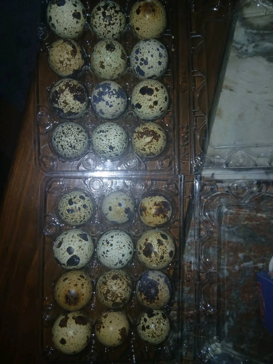 Fertile quail hatching eggs - Image 2