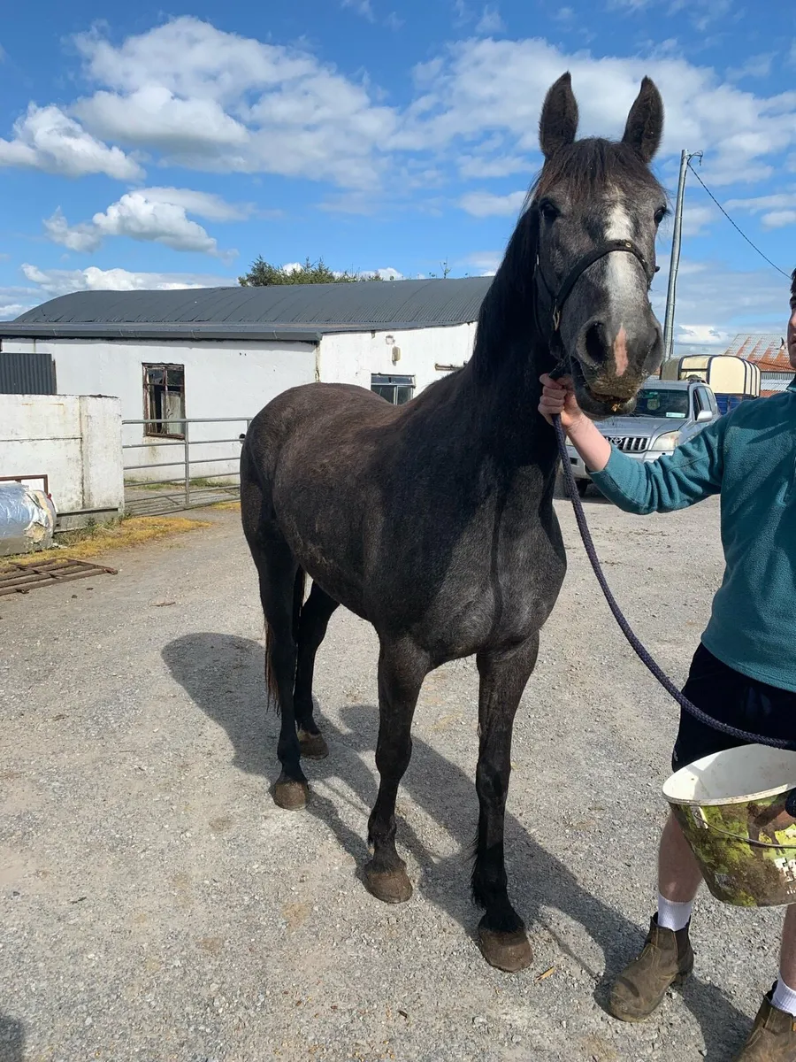Irish Draught filly for sale - Image 1