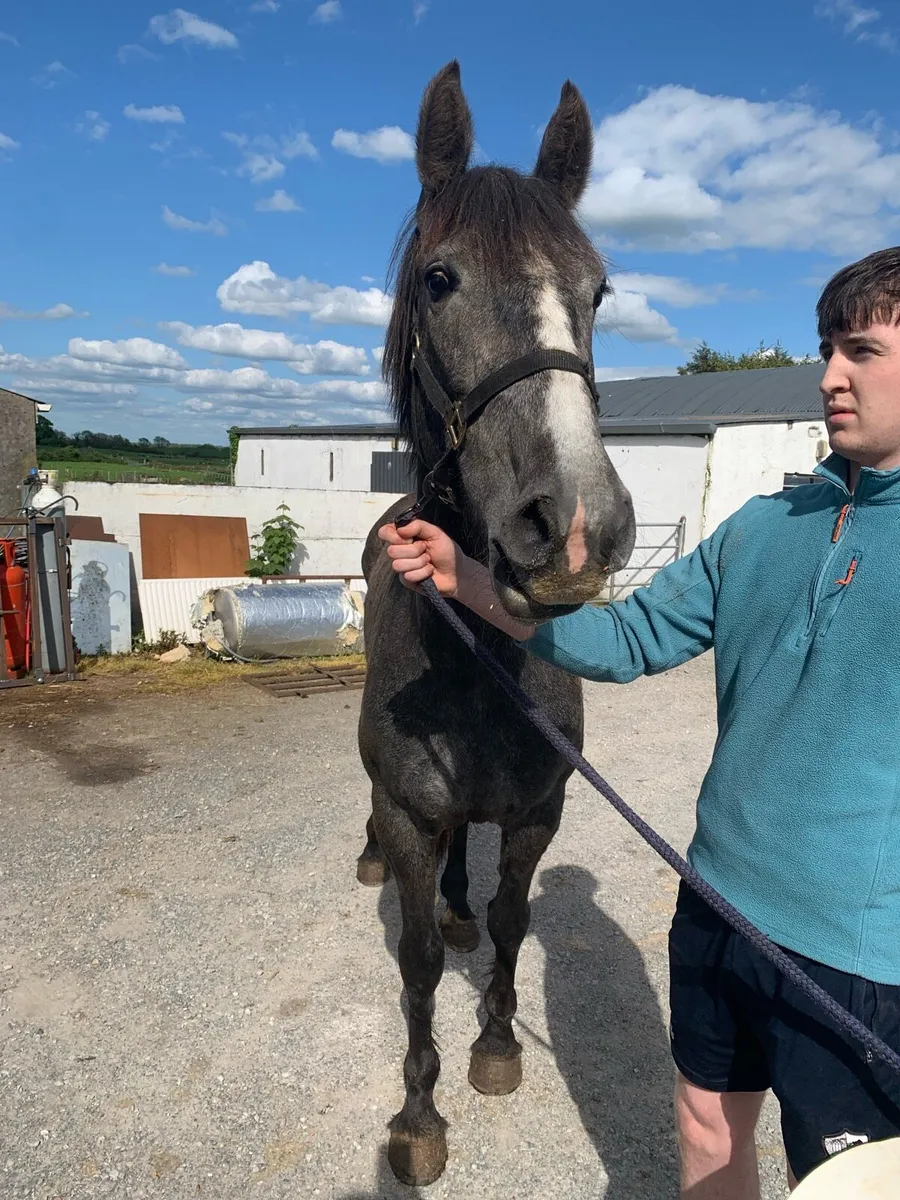 Irish Draught filly for sale - Image 2
