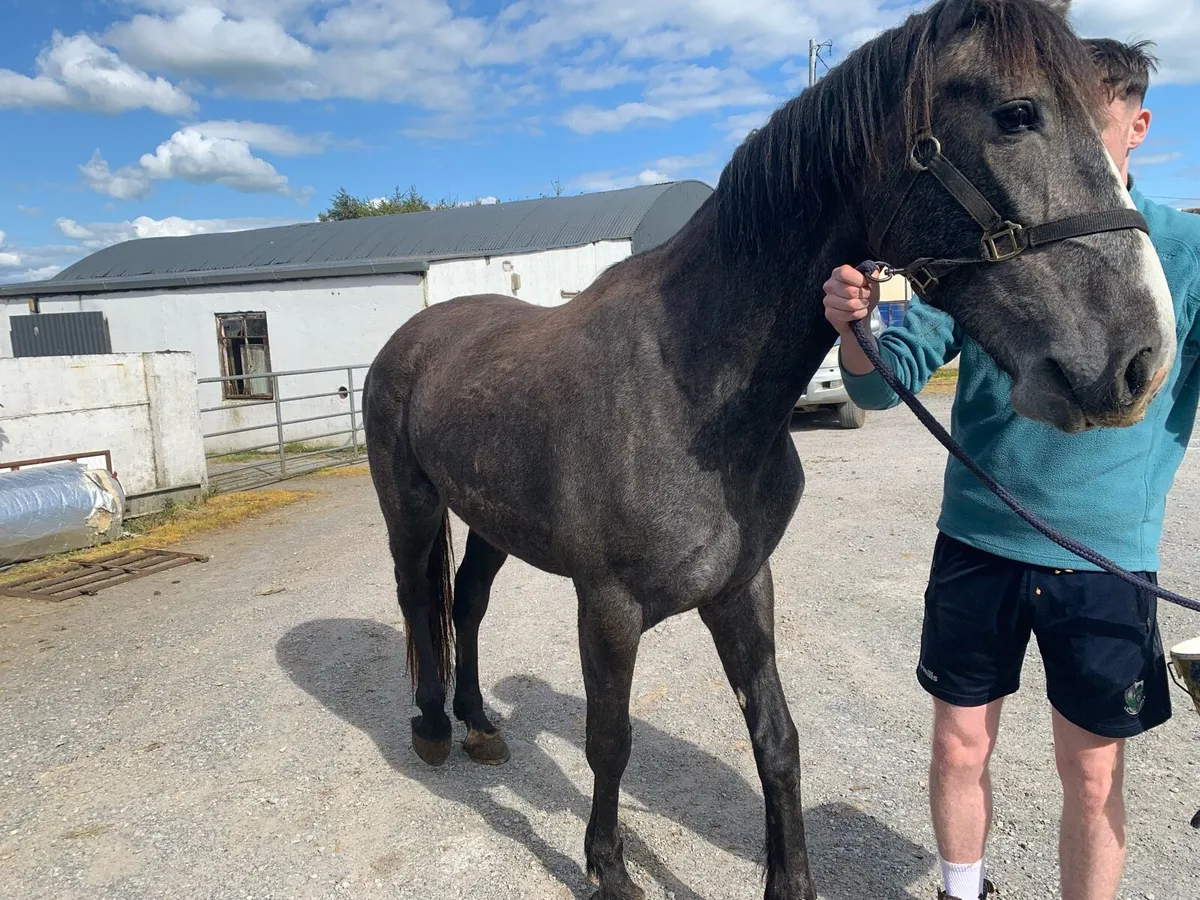 Irish Draught filly for sale - Image 3