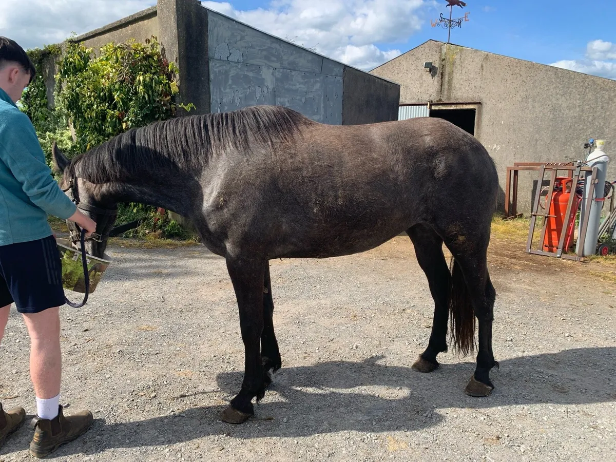 Irish Draught filly for sale - Image 4