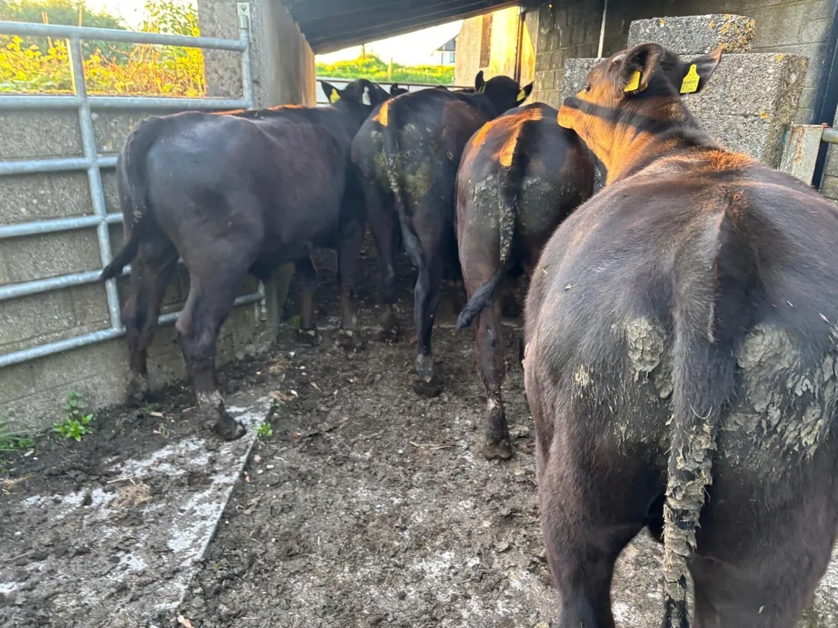 **Angus Bullocks** - Image 2