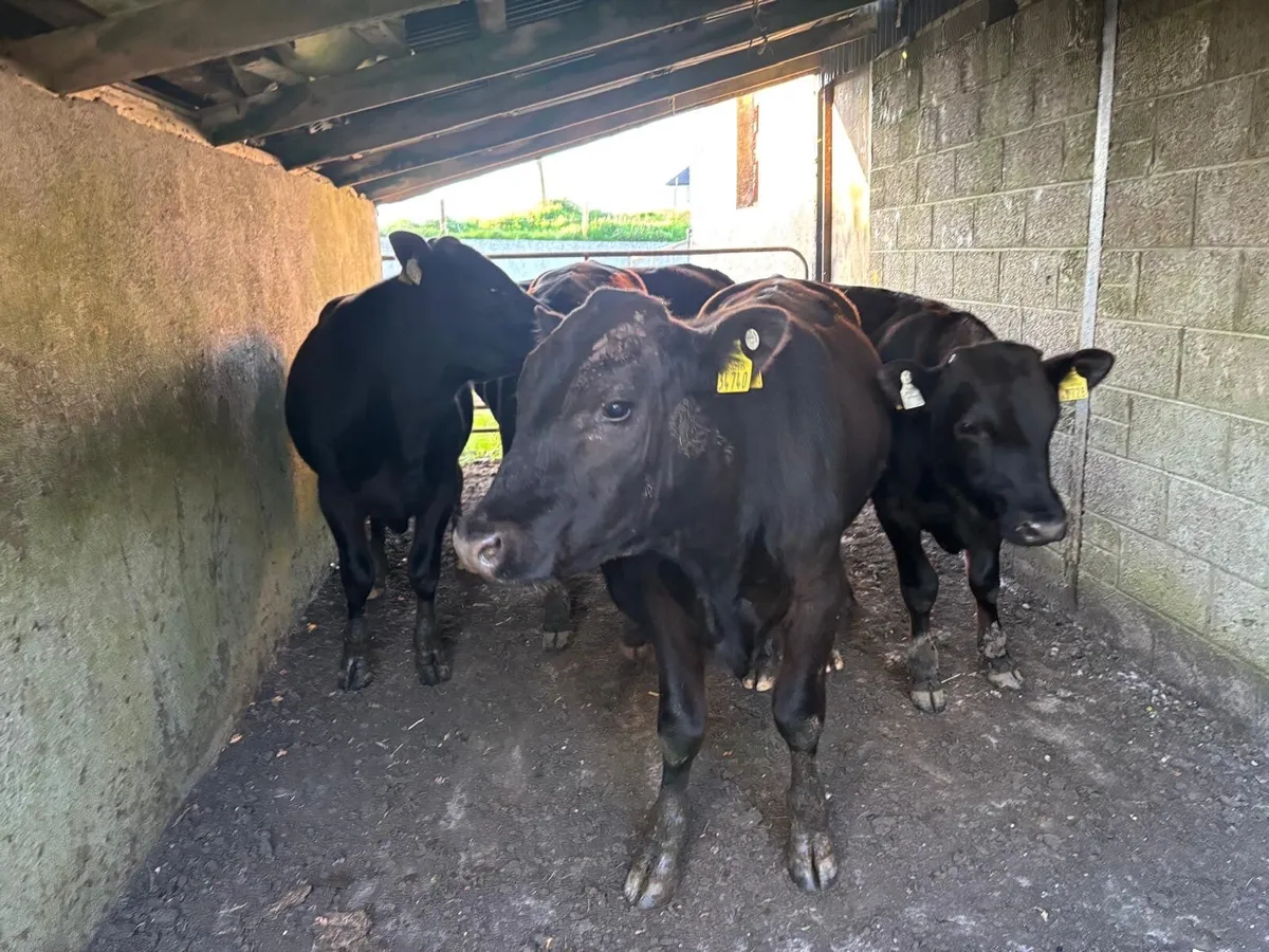 **Angus Bullocks** - Image 3