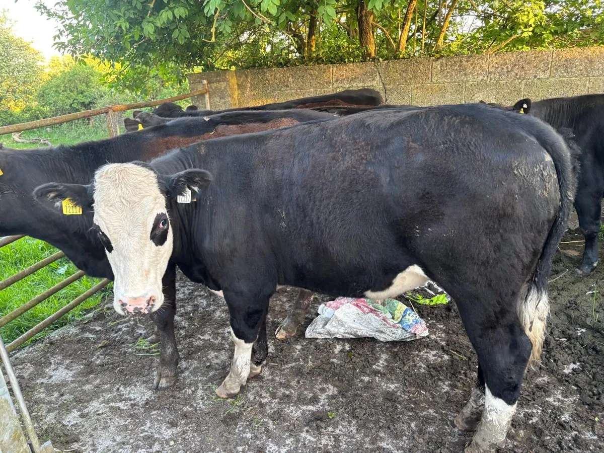 **Angus Bullocks** - Image 4