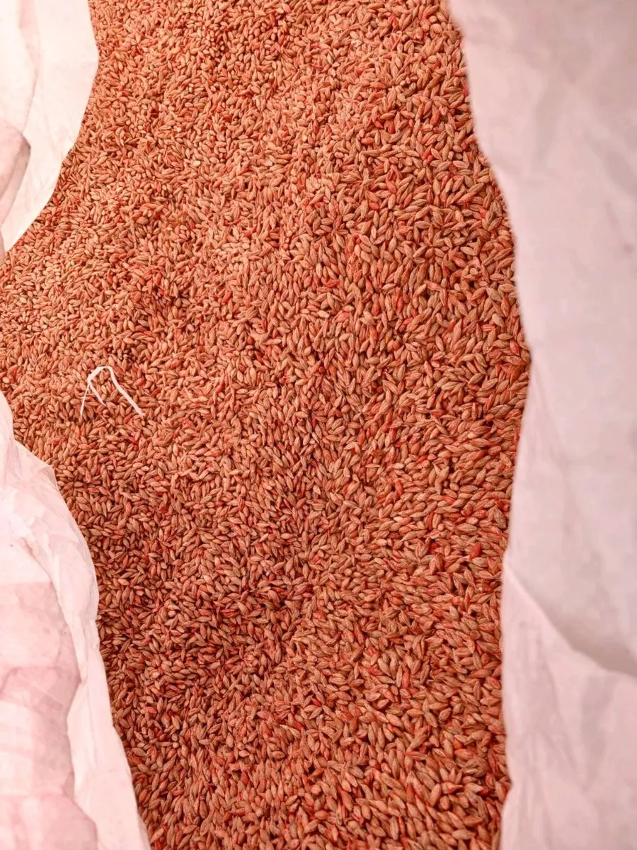 1ton Certified treated winter barley seed for sale - Image 1