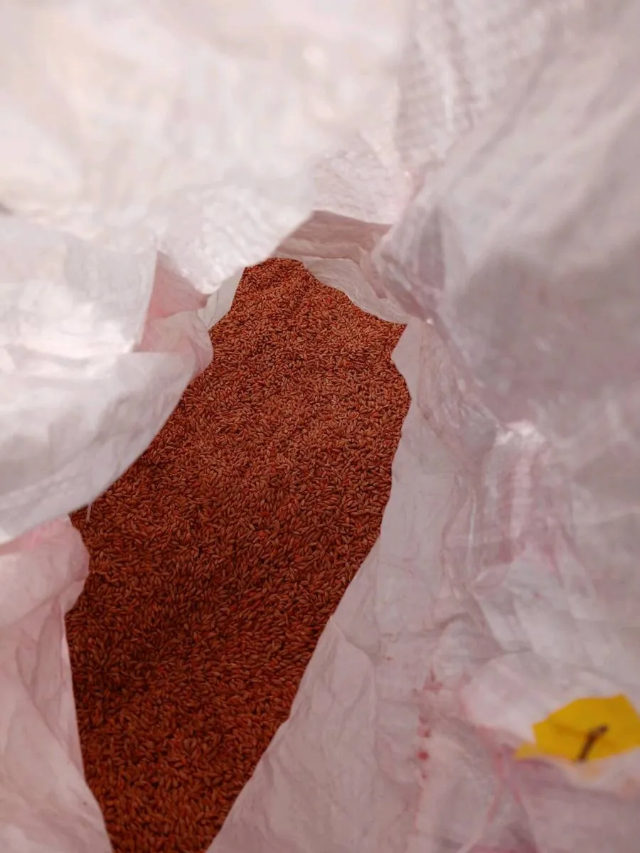 1ton Certified treated winter barley seed for sale - Image 3