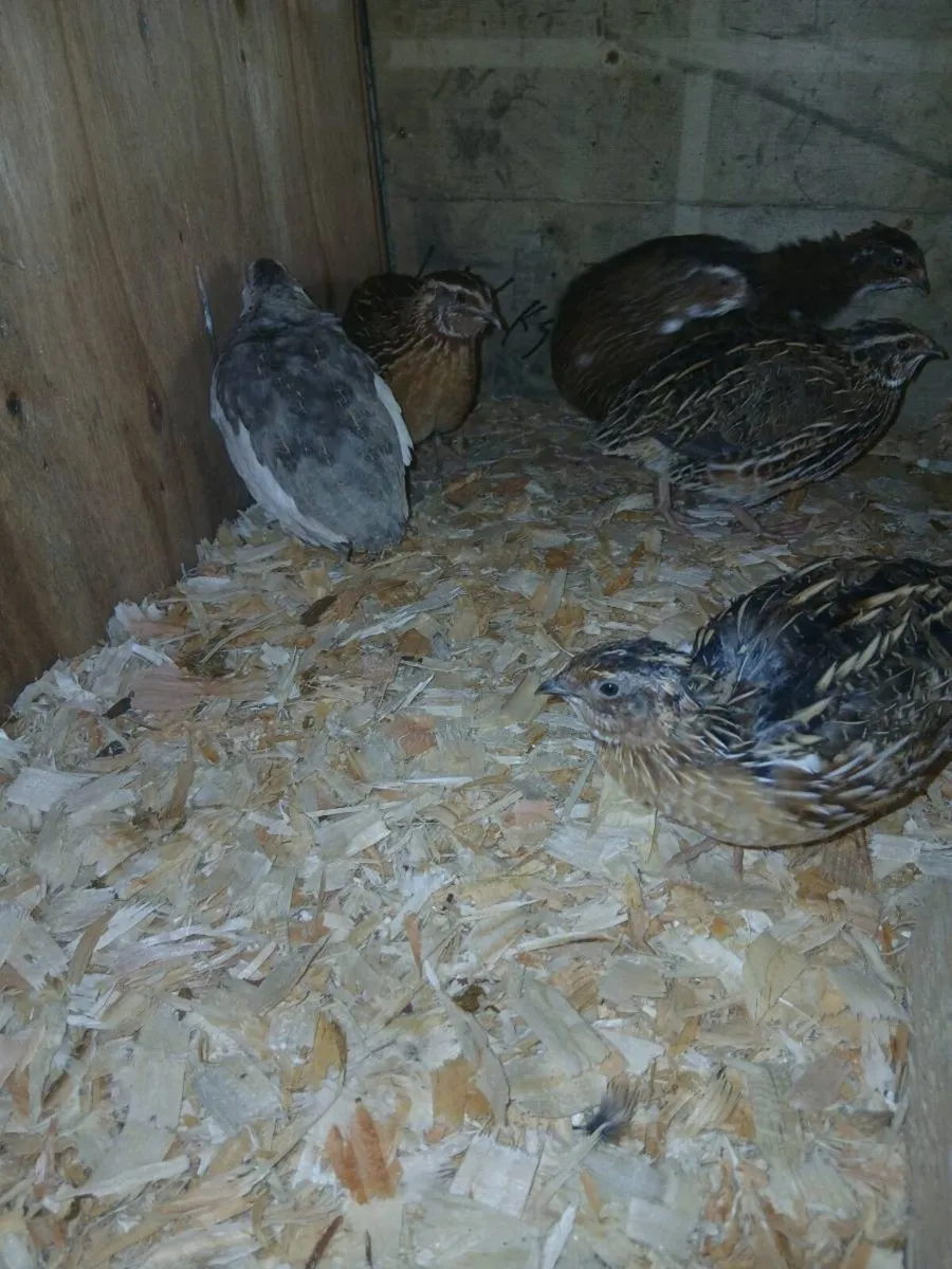 Fertile quail hatching eggs - Image 3