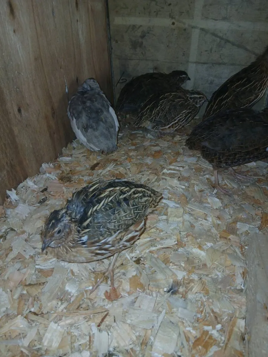 Fertile quail hatching eggs - Image 4