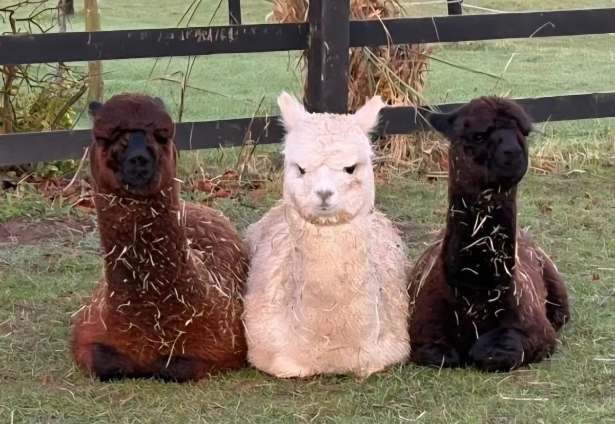 Alpacas - Image 1