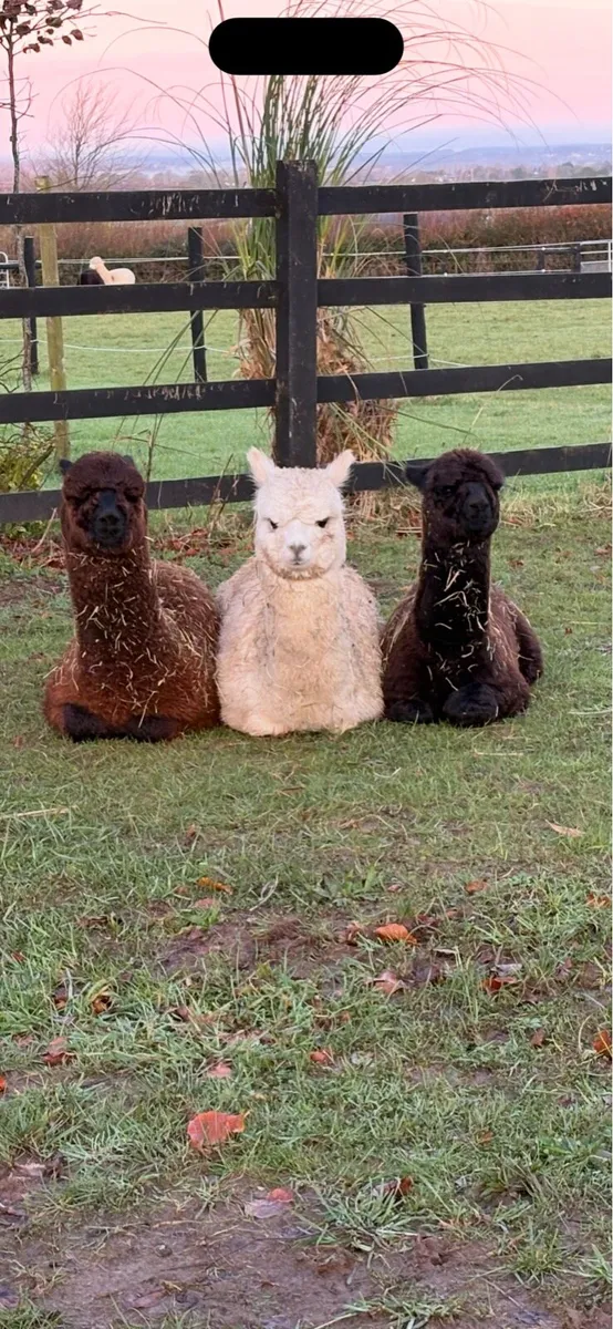 Alpacas - Image 2