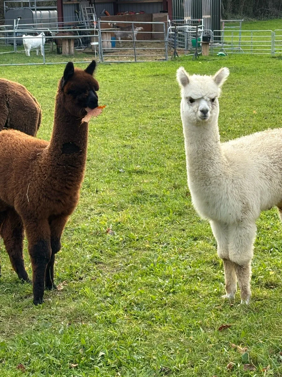 Alpacas - Image 3