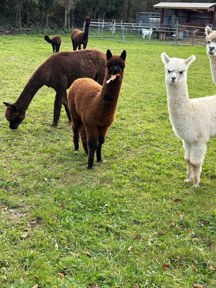 Alpacas - Image 4