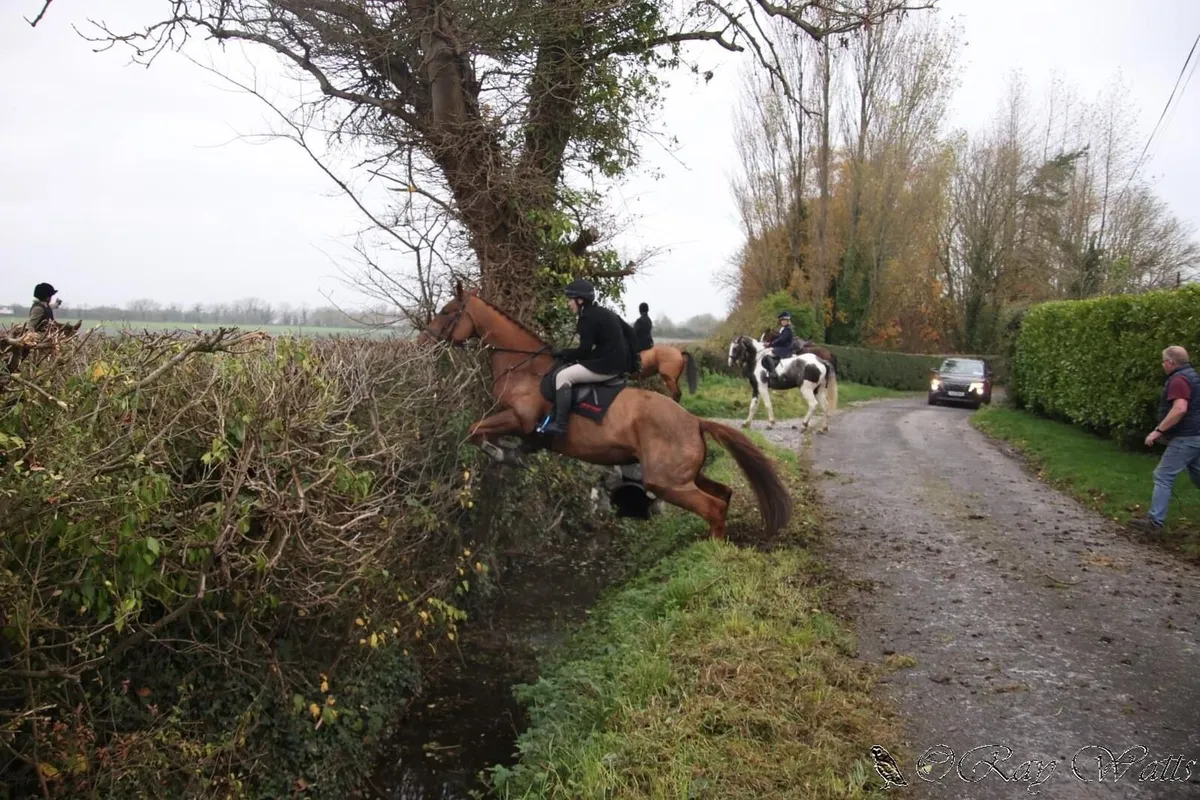 Irish sport horse - Image 4