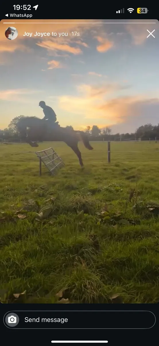 Irish sport horse - Image 2