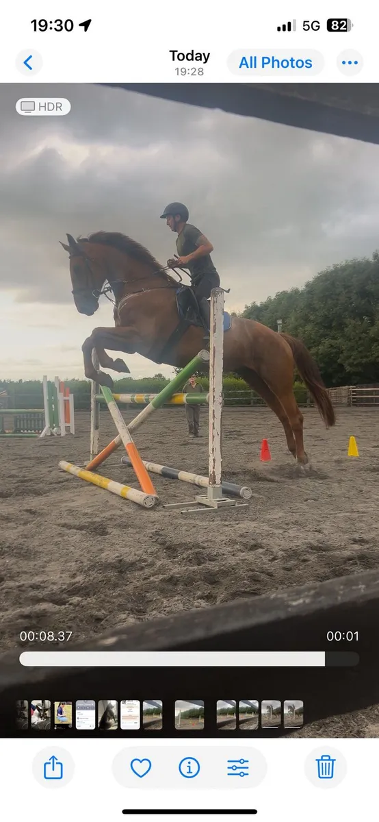 Irish sport horse - Image 3